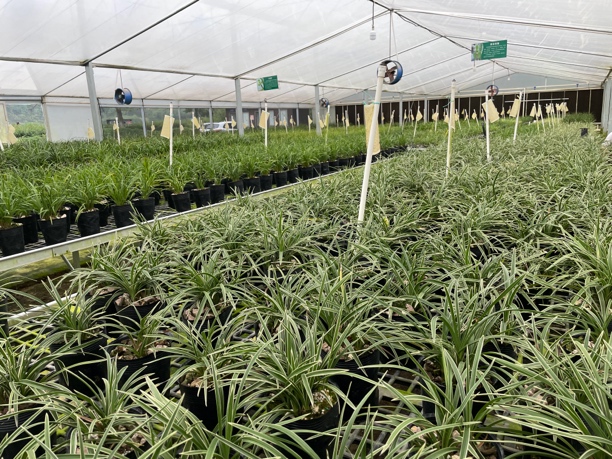 基哥兰花一物一拍（以直播间为准）