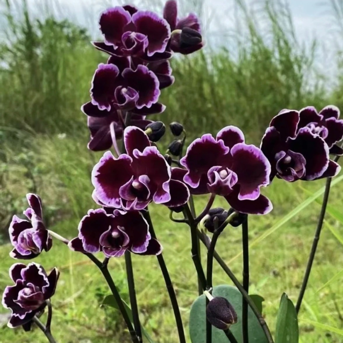 【特价拉丁舞裙】3.0寸苗蝴蝶兰基地直发