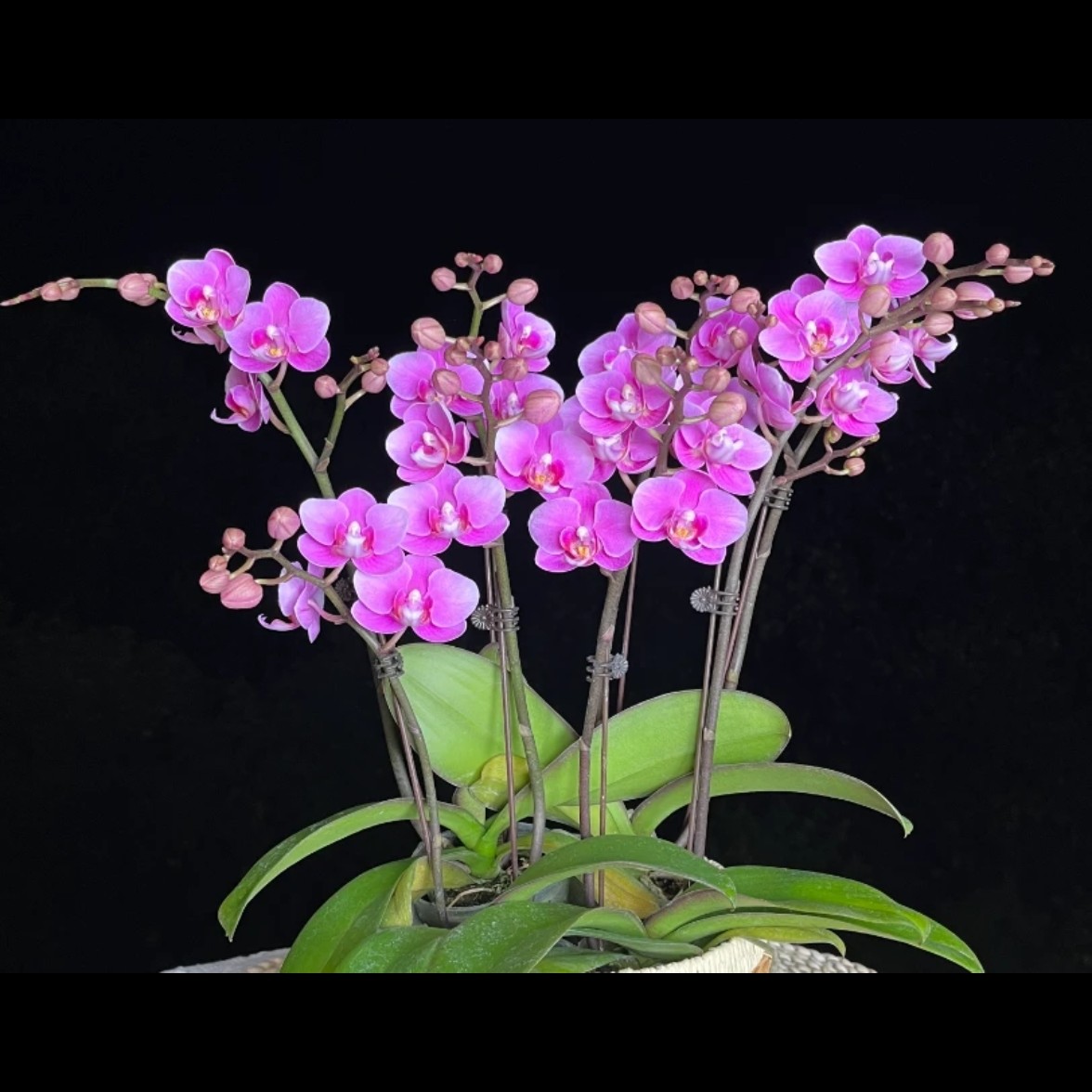 【骄阳】3.0寸 带花带花苞