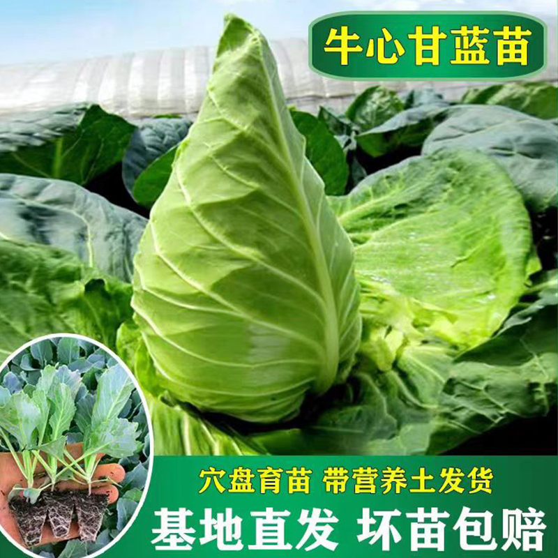 耐寒牛心甘蓝秧苗绿甘蓝苗紫甘蓝苗卷芯包菜苗秋冬有机蔬菜苗基地