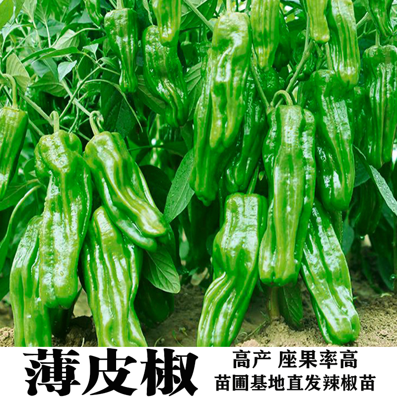 薄皮椒苗长线椒苗螺丝椒苗朝天椒苗牛角椒苗阳台四季蔬菜苗辣椒苗