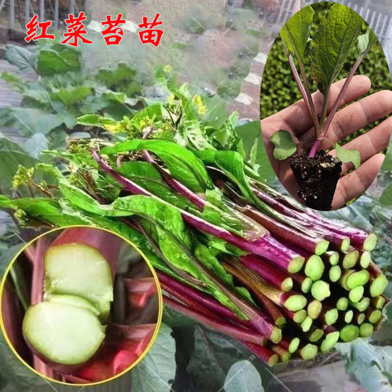 正宗红菜苔秧苗侧苔多口感好多茬采收秋冬耐寒蔬菜苗阳台小院