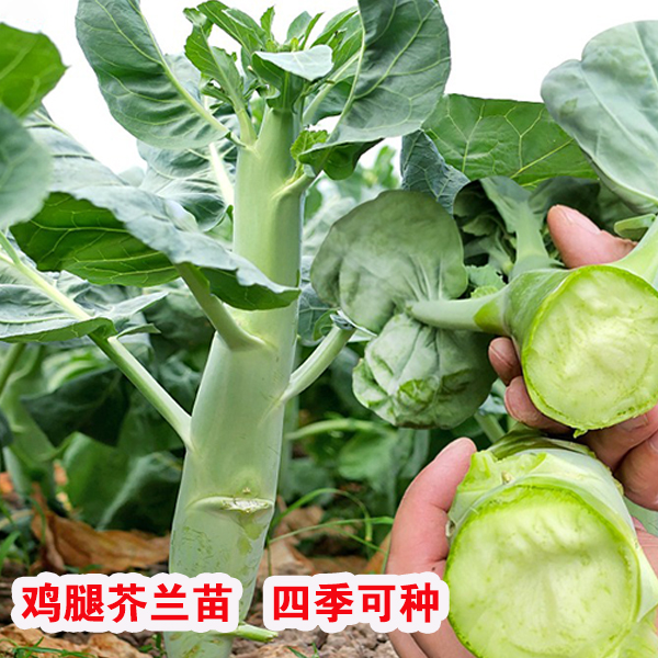 甜脆鸡腿芥兰秧苗甘蓝苗四季露天盆栽种植四季现货苗甜脆原土发货