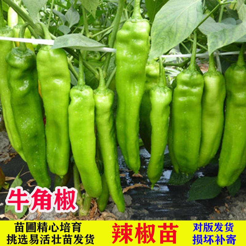 大果辣椒苗活体辣椒苗庭院种植阳台四季蔬菜苗螺丝椒秧苗菜地活体