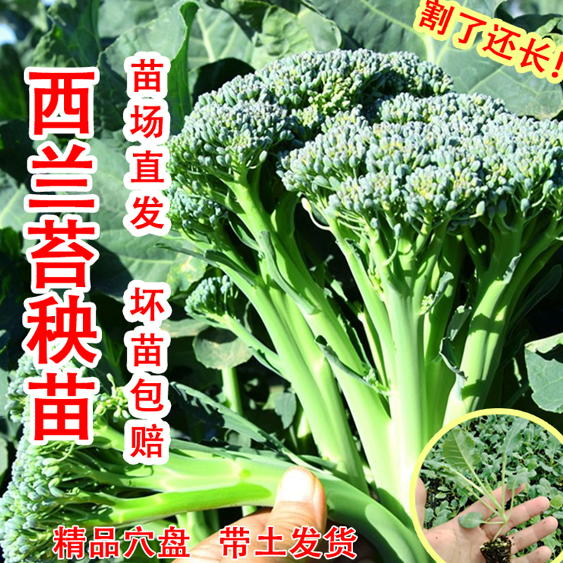 西兰苔苗秧苗菜花秧苗带土各种苗秧西兰苔菜蔬菜苗四季蔬菜苗高产