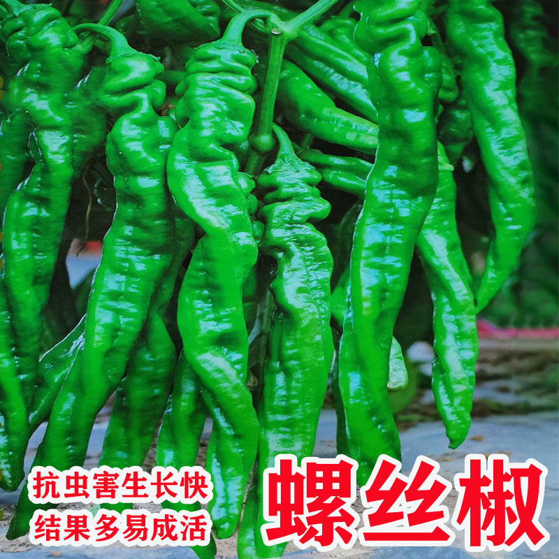 螺丝椒苗高产秧苗皱皮椒灯笼椒青线椒阳台蔬菜苗四季蔬菜种植包赔