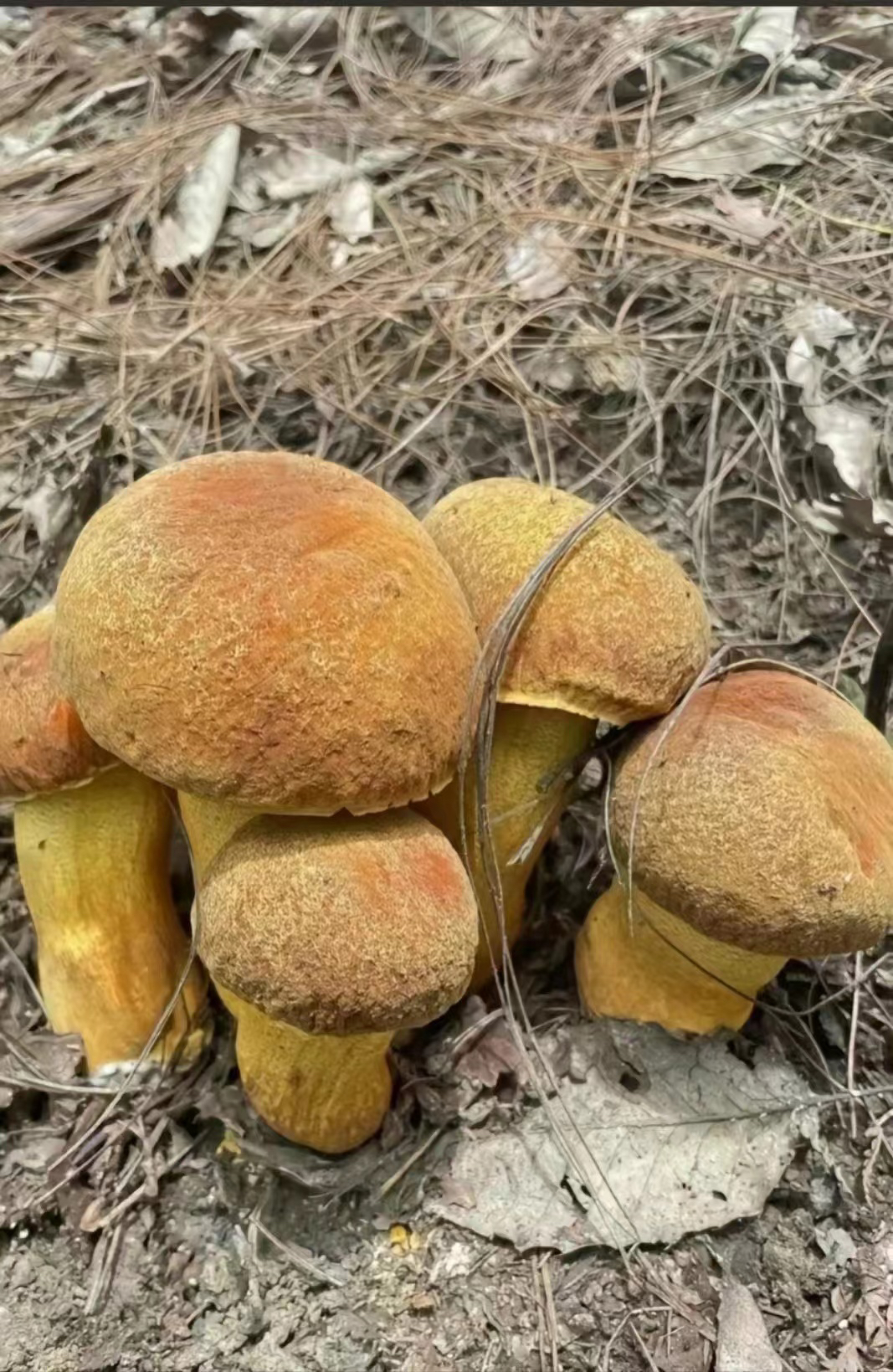 云南野生菌 黄牛肝 黄赖头
