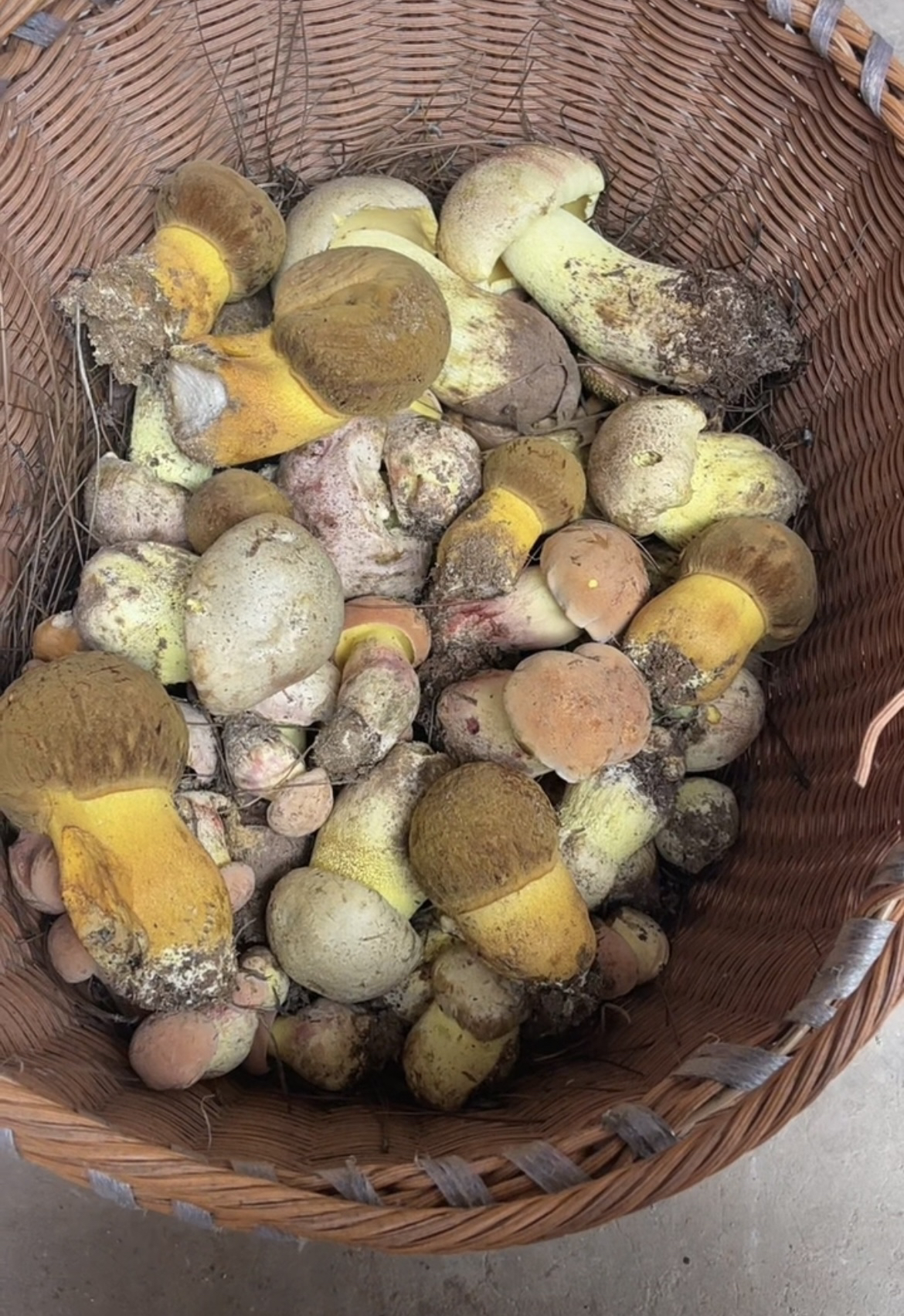 云南野生菌  牛肝菌类 临时链接