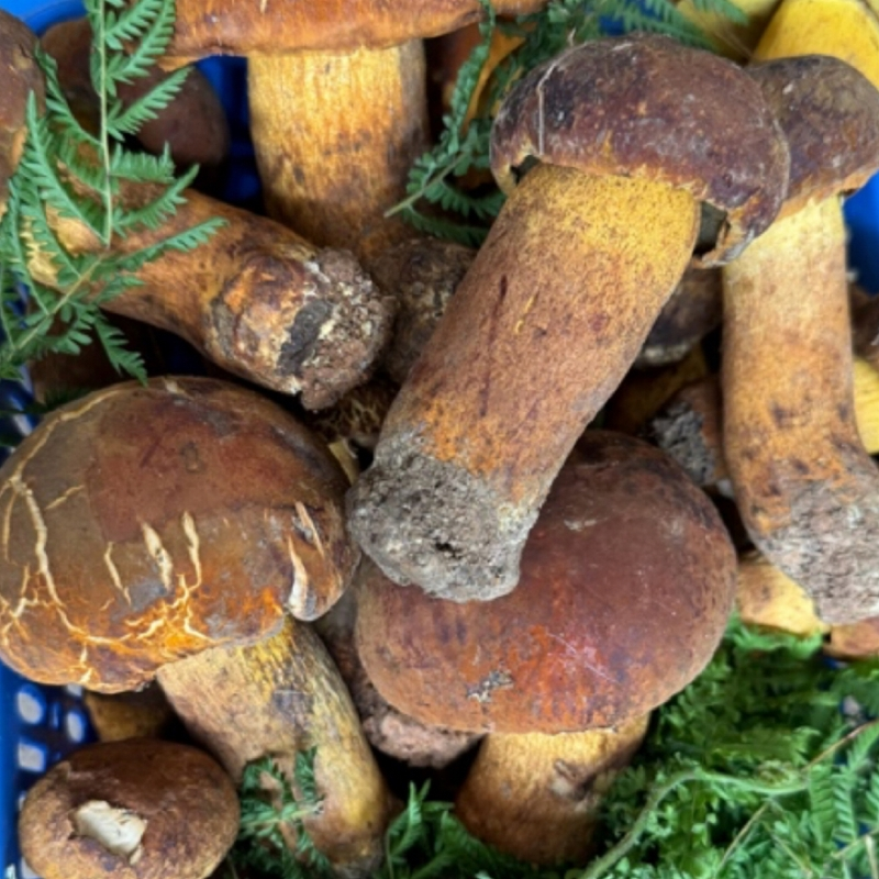 云南野生黄赖头、黄牛肝菌