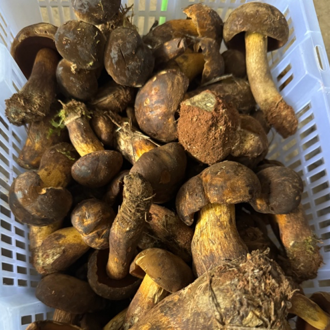 云南高海拔黑牛肝菌