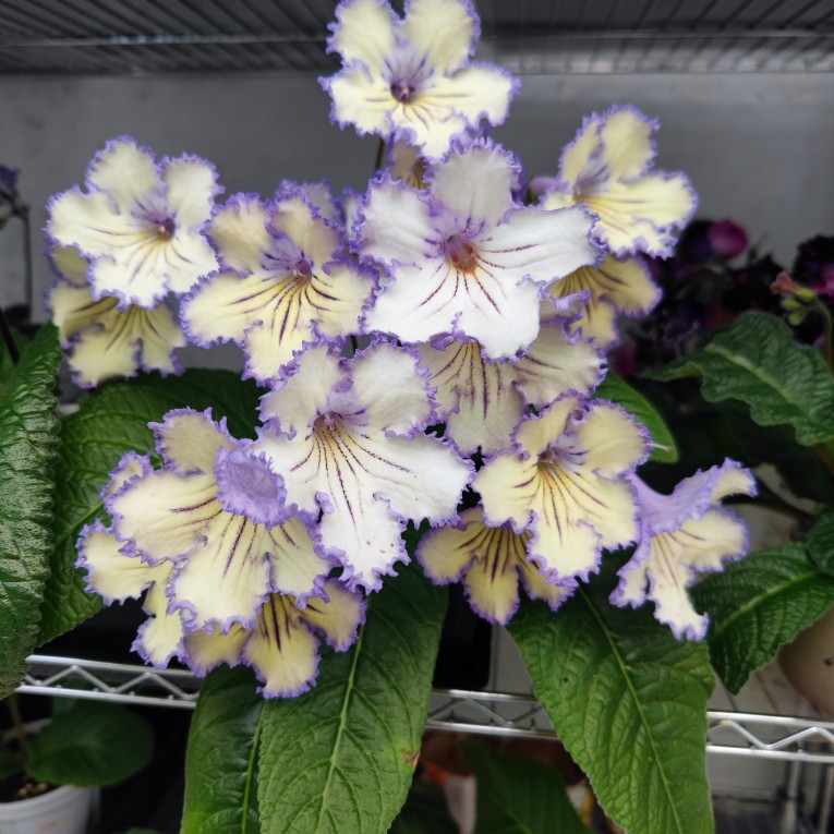 进口堇兰新品  珍珠（苗小），室内爆款花卉，常年开花，丰花品种