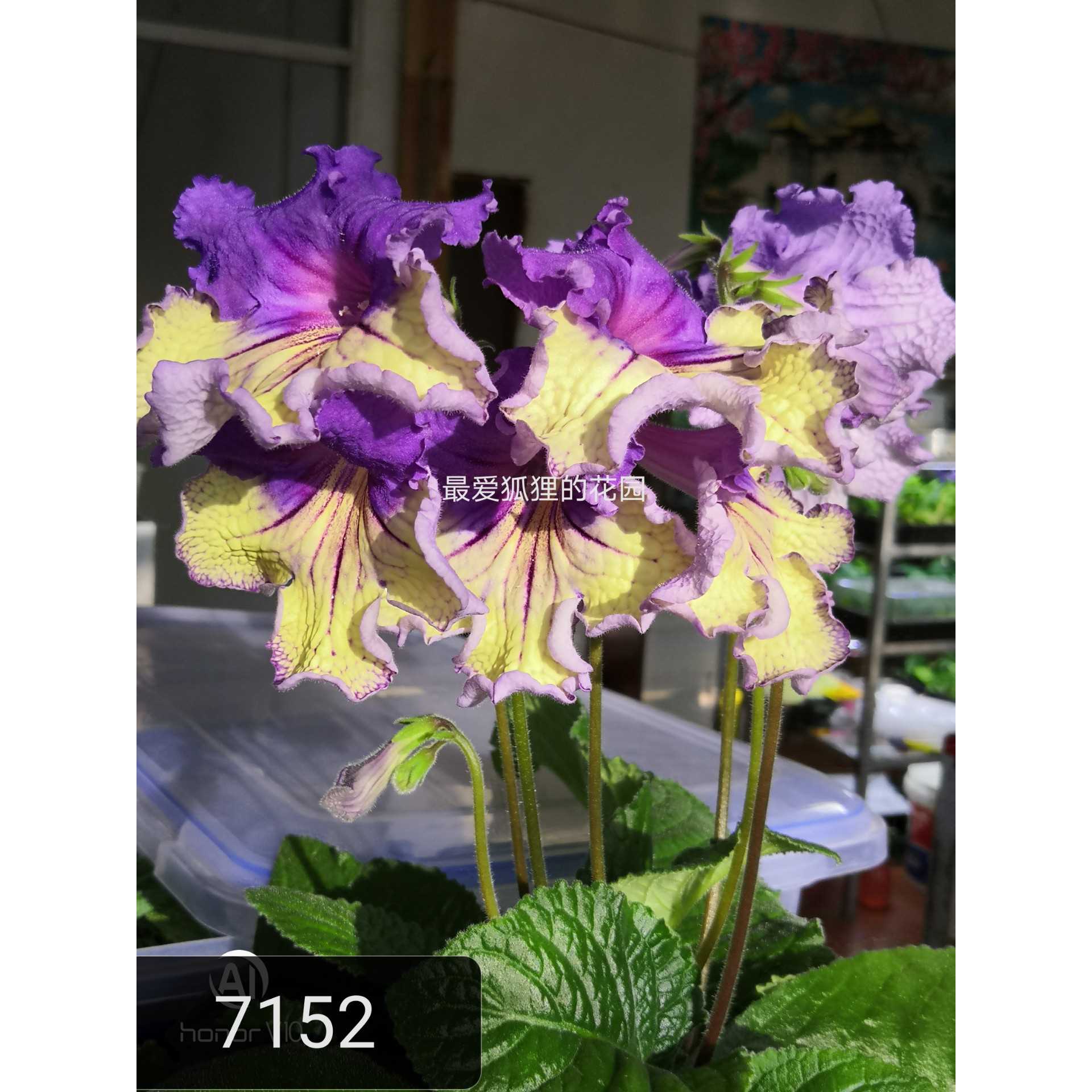 苦苣苔，进口堇兰DS-7152，大花品种，室内耐阴四季开花草本植物