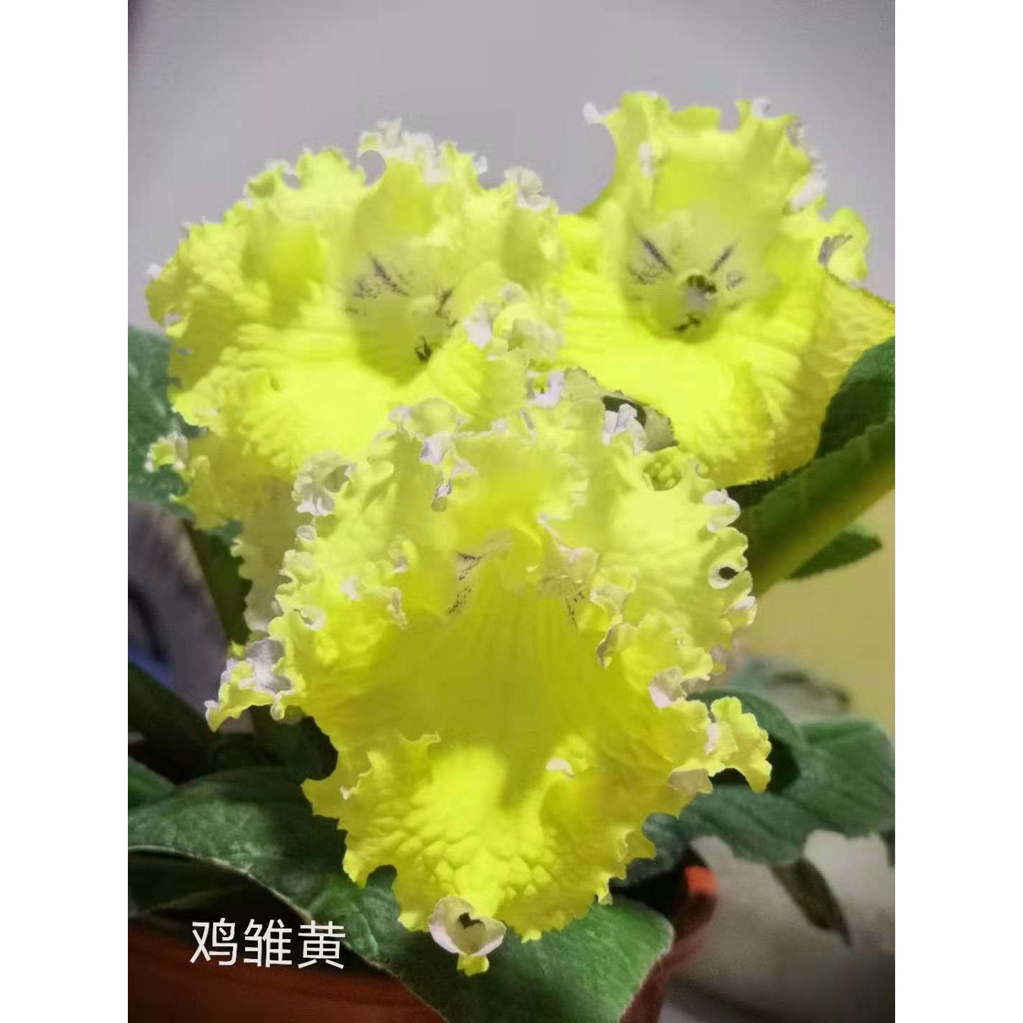 苦苣苔堇兰，鸡雏黄，室内耐阴，四季开花，多年生草本植物