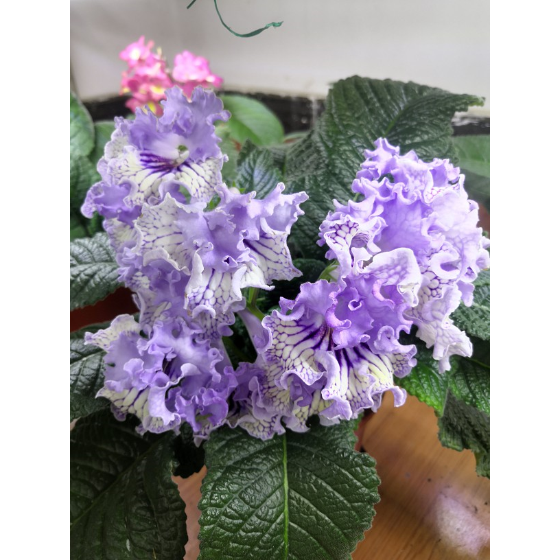 苦苣苔进口堇兰，水晶蕾丝，室内今天四季开花，多年生草本