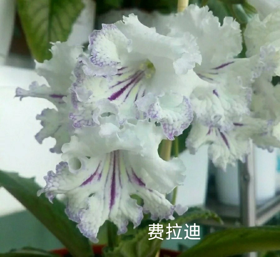 苦苣苔进口堇兰：费拉迪，室内耐阴，四季开花，多年生草本植物