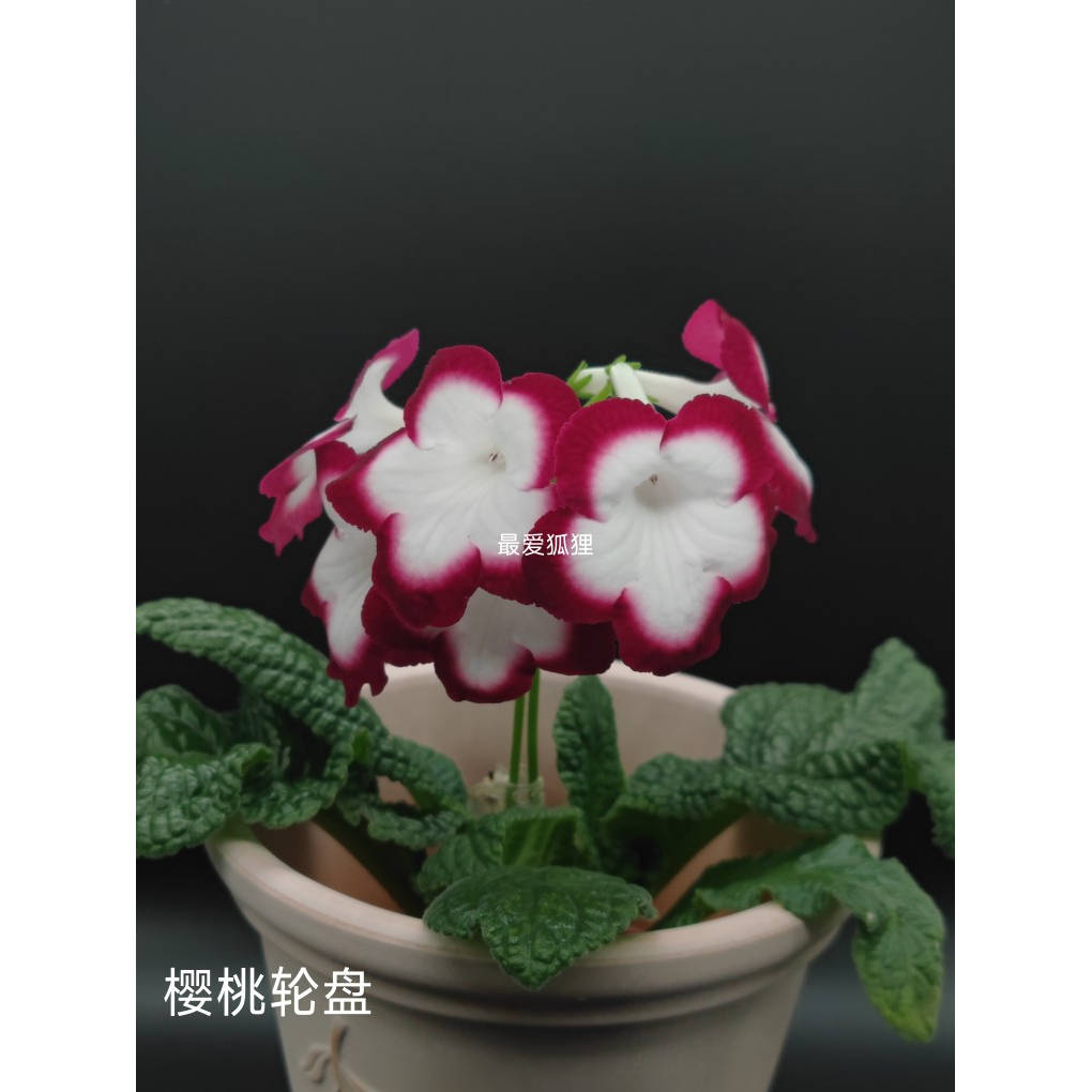 苦苣苔进口堇兰，樱桃轮盘，室内耐阴，四季开花，多年