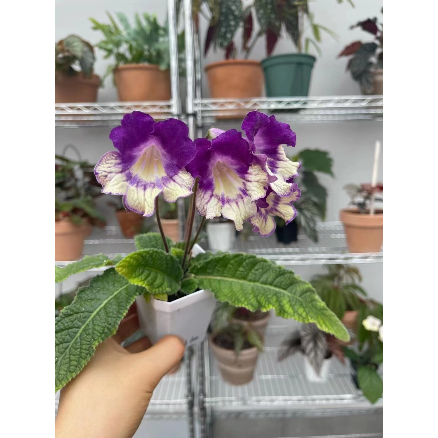苦苣苔进口堇兰：阳光笑脸，室内四季开花，多年生草本