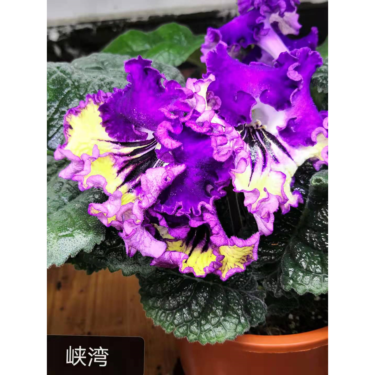堇兰，进口堇兰，峡湾，室内花卉，丰花系列