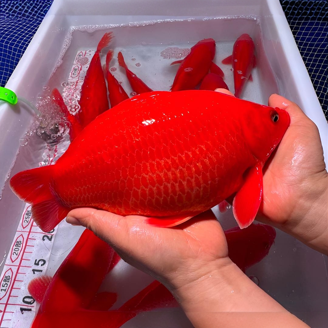 主播改价链接锦鲤观赏鱼冷水鱼小金鱼精选荷包鲤蝴蝶鱼淡水鱼耐活
