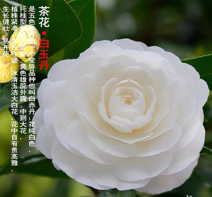 名贵《白玉丹》盆栽树苗白赤丹白色茶花绿植盆栽带苞办公阳台山茶