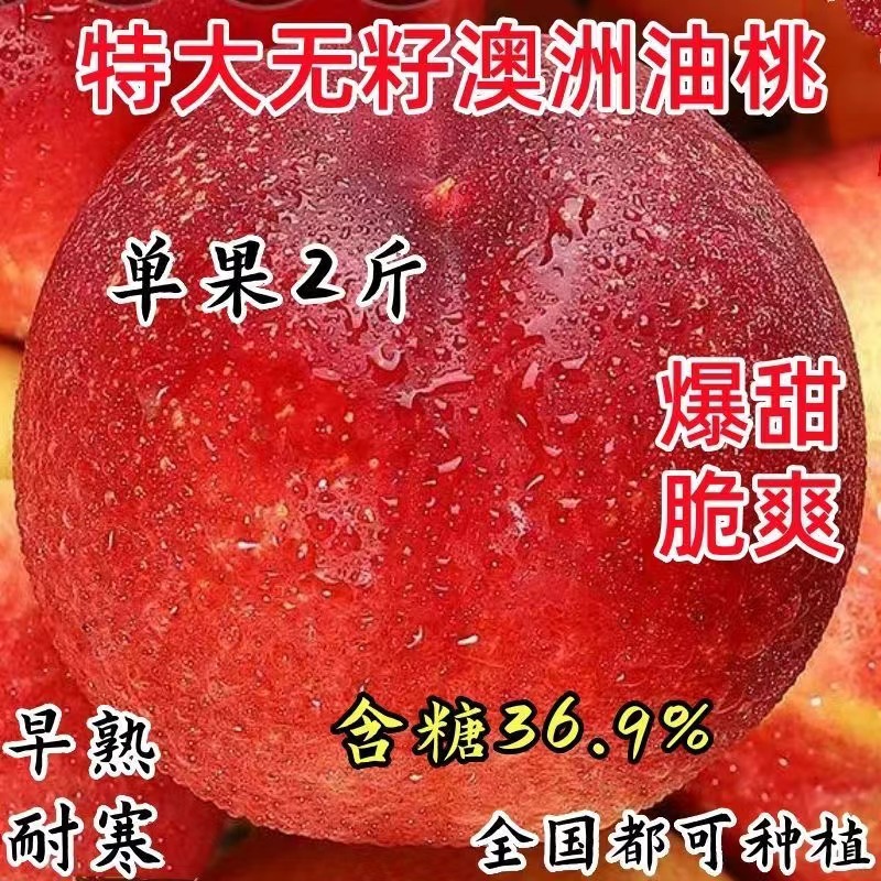 正宗嫁接新品种油桃树苗优质特大现挖早熟大果盆地栽南方北方种植