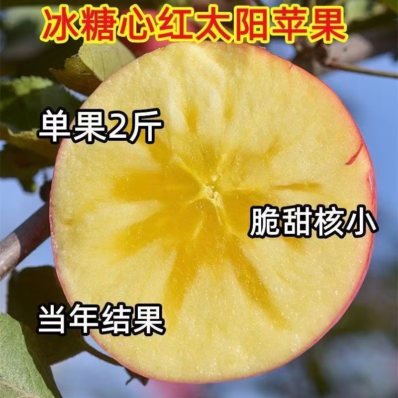 嫁接苹果树苗冰糖心红富士特大新品种盆栽地栽耐寒南北方种植果树
