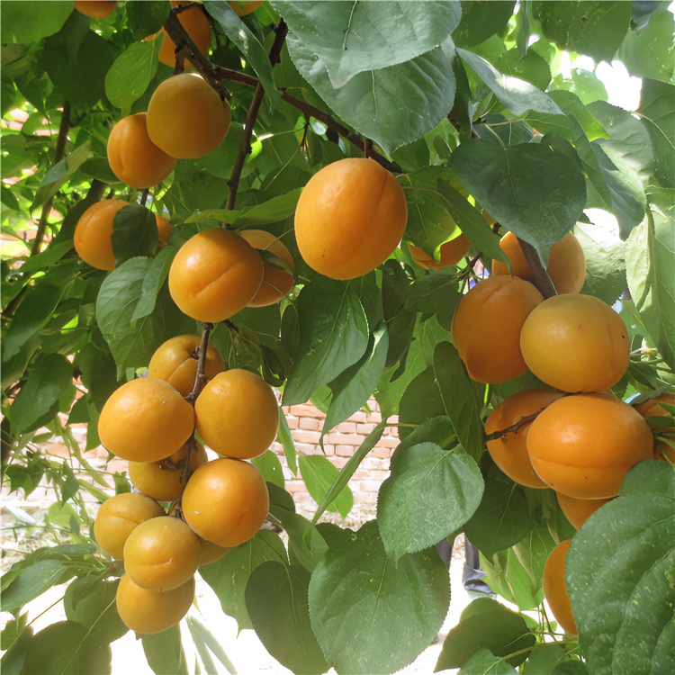 杏树嫁接苗特大果树苗新品种盆栽地栽当年结果杏子南方北方种植甜