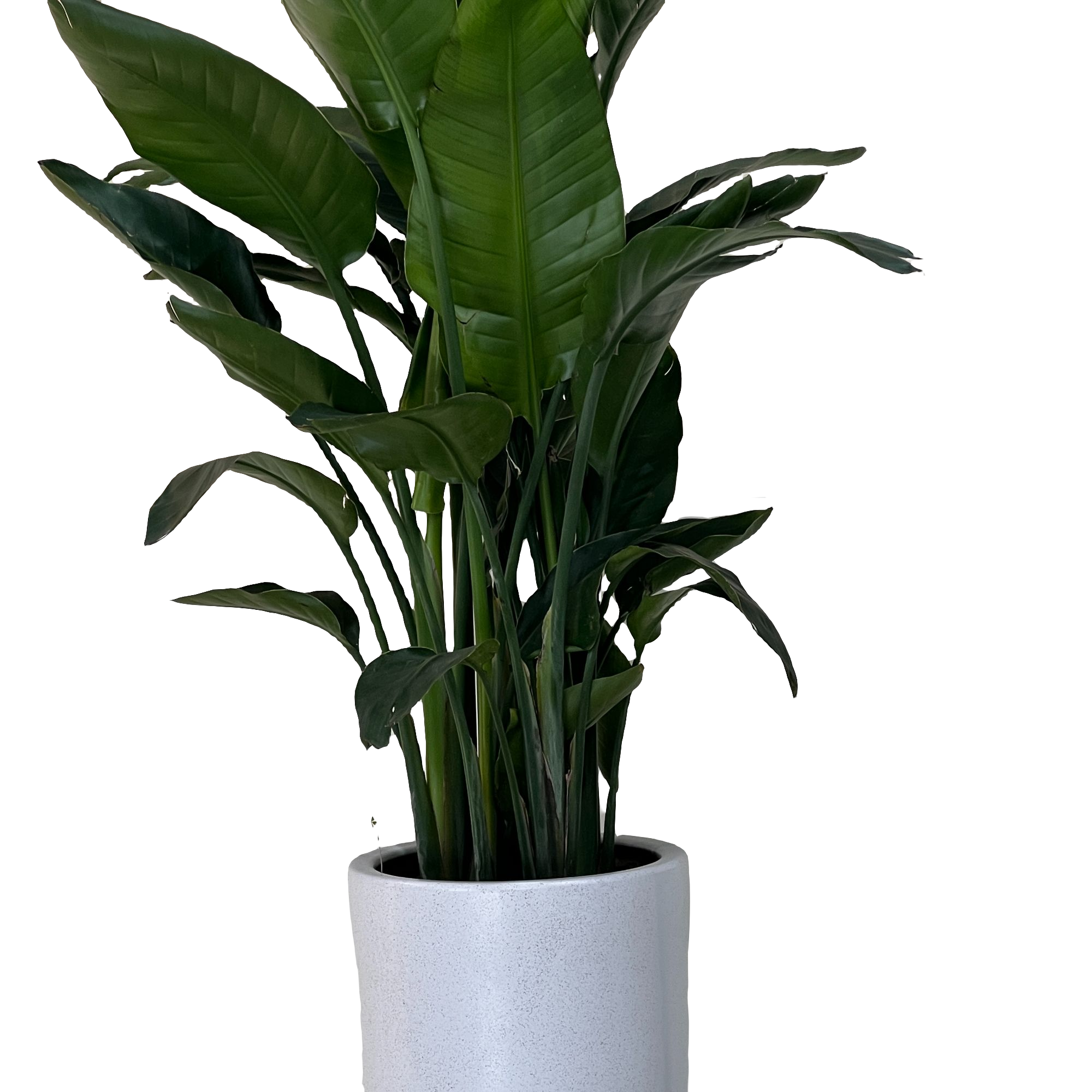 补单001     补单连衣裙001