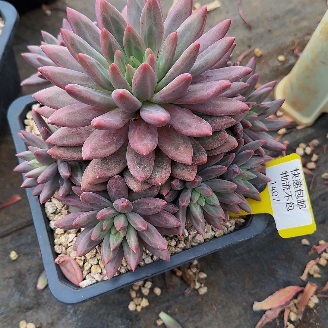 百*1407bu bu j j j k k k l