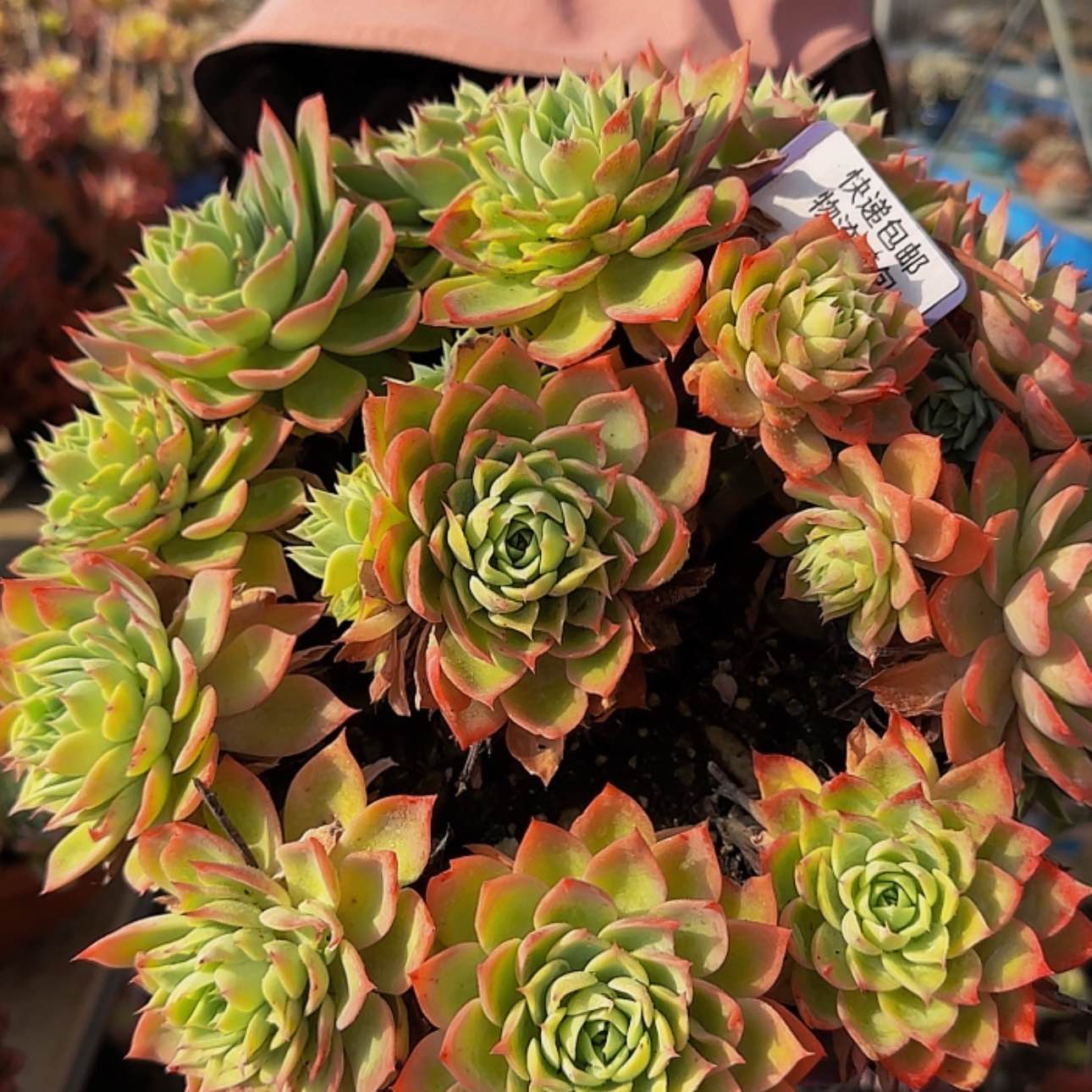 【闪购商品】我来来来咯
