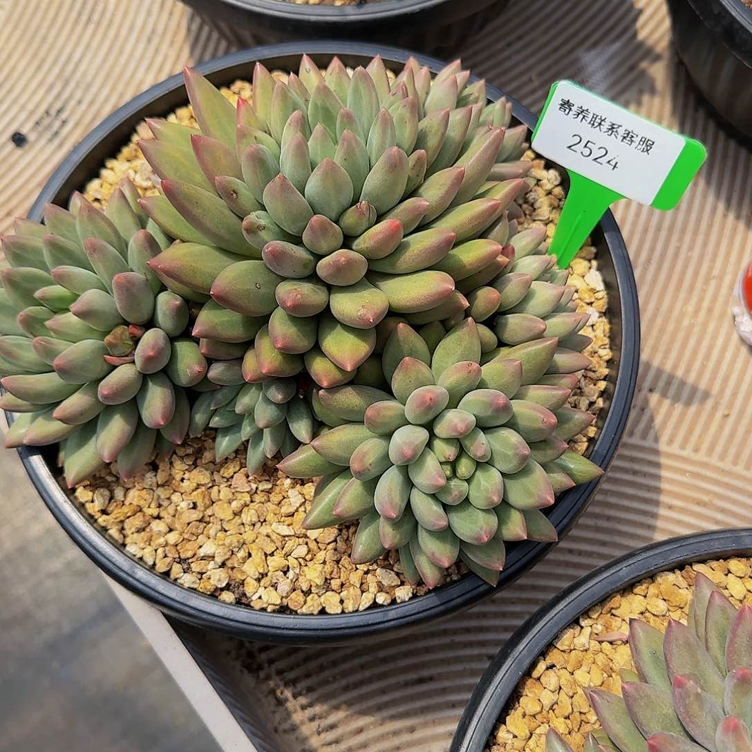 赞***主2524不不健健康康快乐