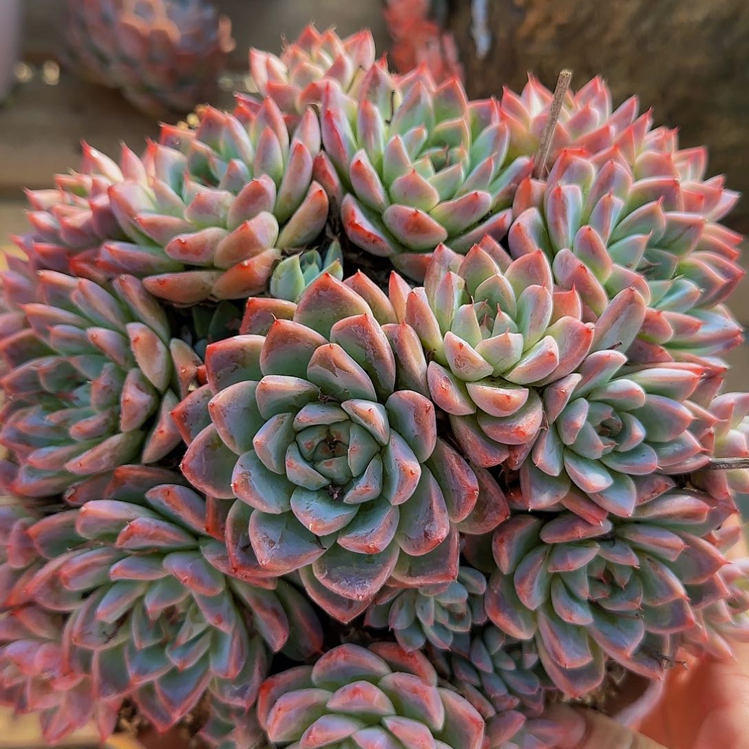 曰*明咯啦咯哦哦哦哦哦哦