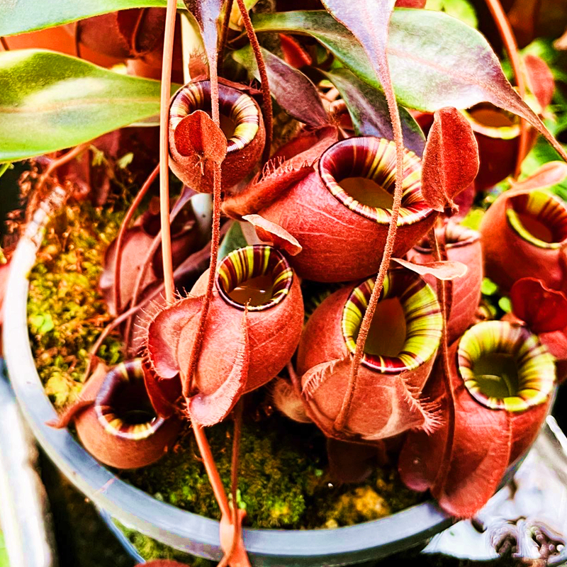 捕蝇草食人花猪笼草盆栽食虫植物食蝇草食虫草茅膏菜直播二号链接
