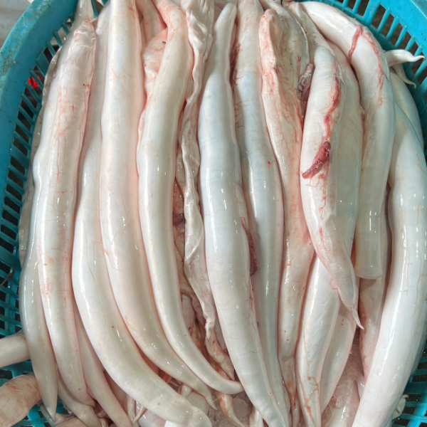 新鲜鳗鱼胶 现称现卖 广东博贺港顺丰    中胶