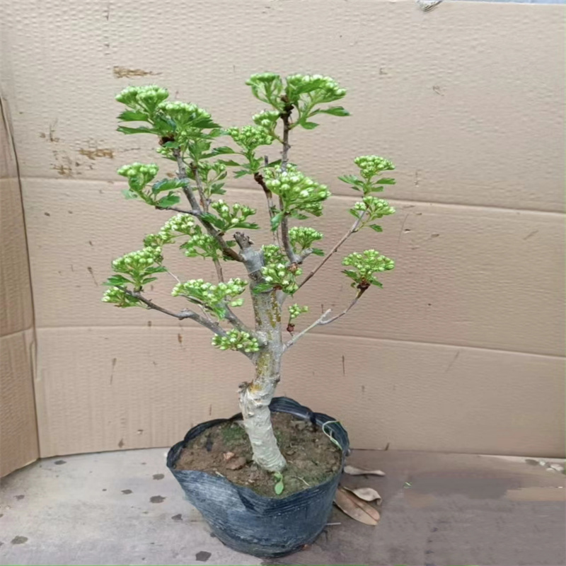  山楂树苗特大甜红子盆栽矮化南北方种植庭院地栽果树苗当年结果