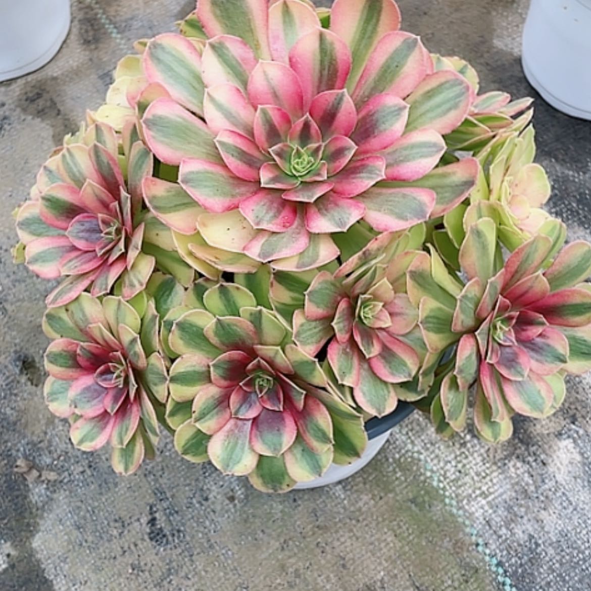 【闪购商品】法师好看也好养与和