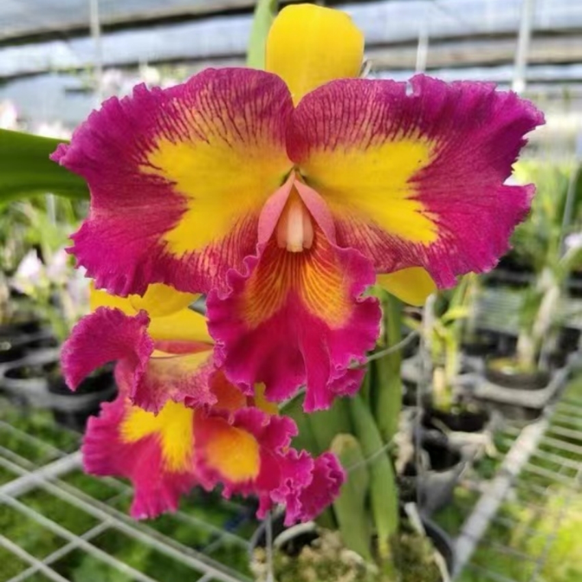 金丝猴（香）卡特兰花卉新手开花春天品牌种植盆栽绿植