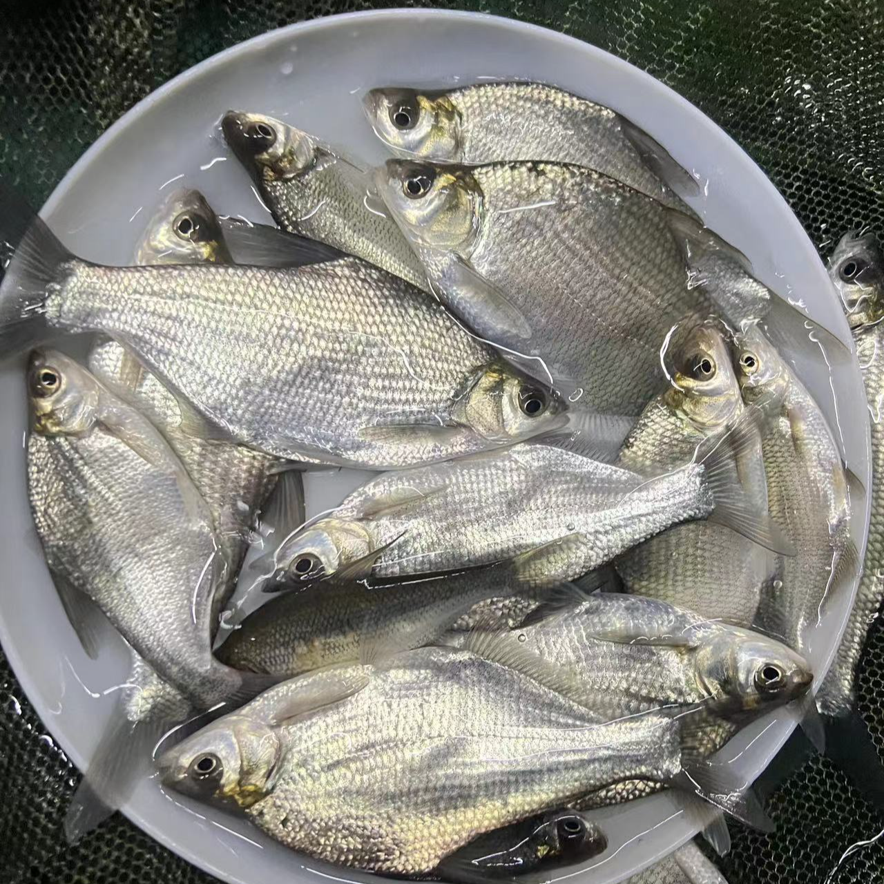 观赏淡水武昌鱼鳊鱼扁鱼活体鱼缸鱼塘养殖鱼塘混养饲养发货