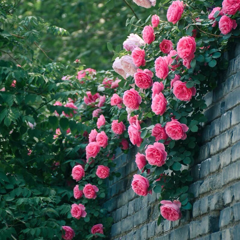 蔷薇花苗粉色达芬奇藤本月季四季浓香特大花庭院阳台爬藤植物盆栽