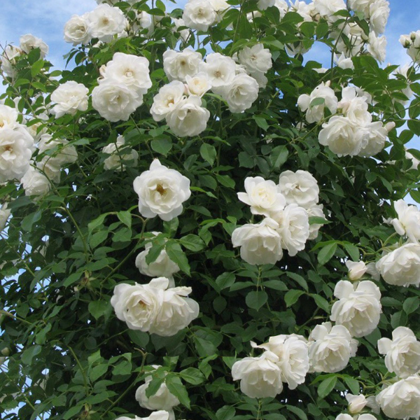 大型藤本白色月季花苗藤冰山阳台庭院四季爬藤蔷薇玫瑰大苗长势快