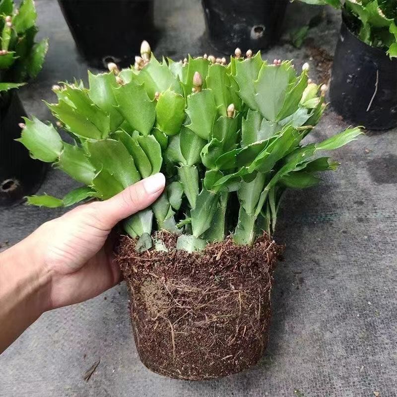 Z013【精选】多色蟹爪兰带根发货大苗花卉多肉好植物四季开花室内