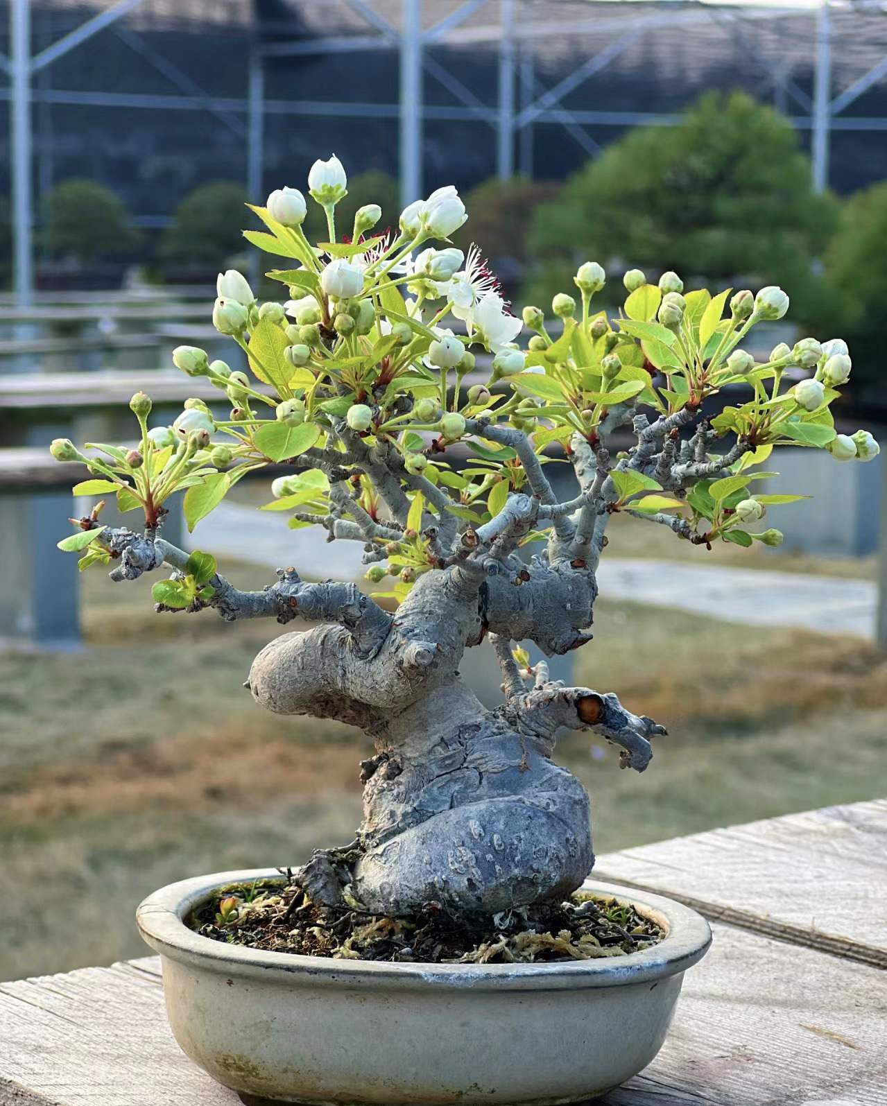 棠梨山里红价格20-200