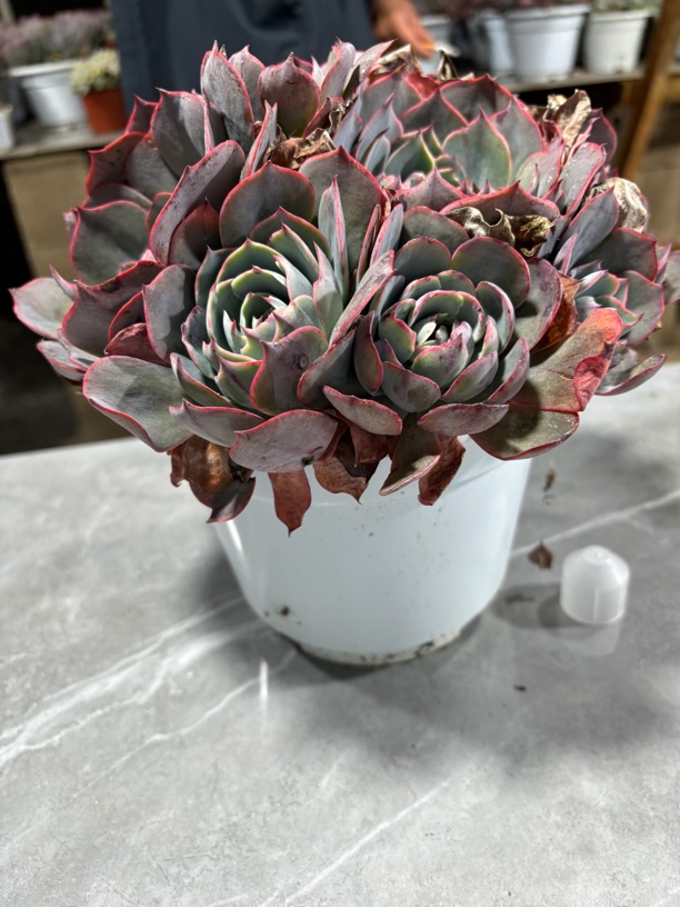 阿美心优质多肉植物