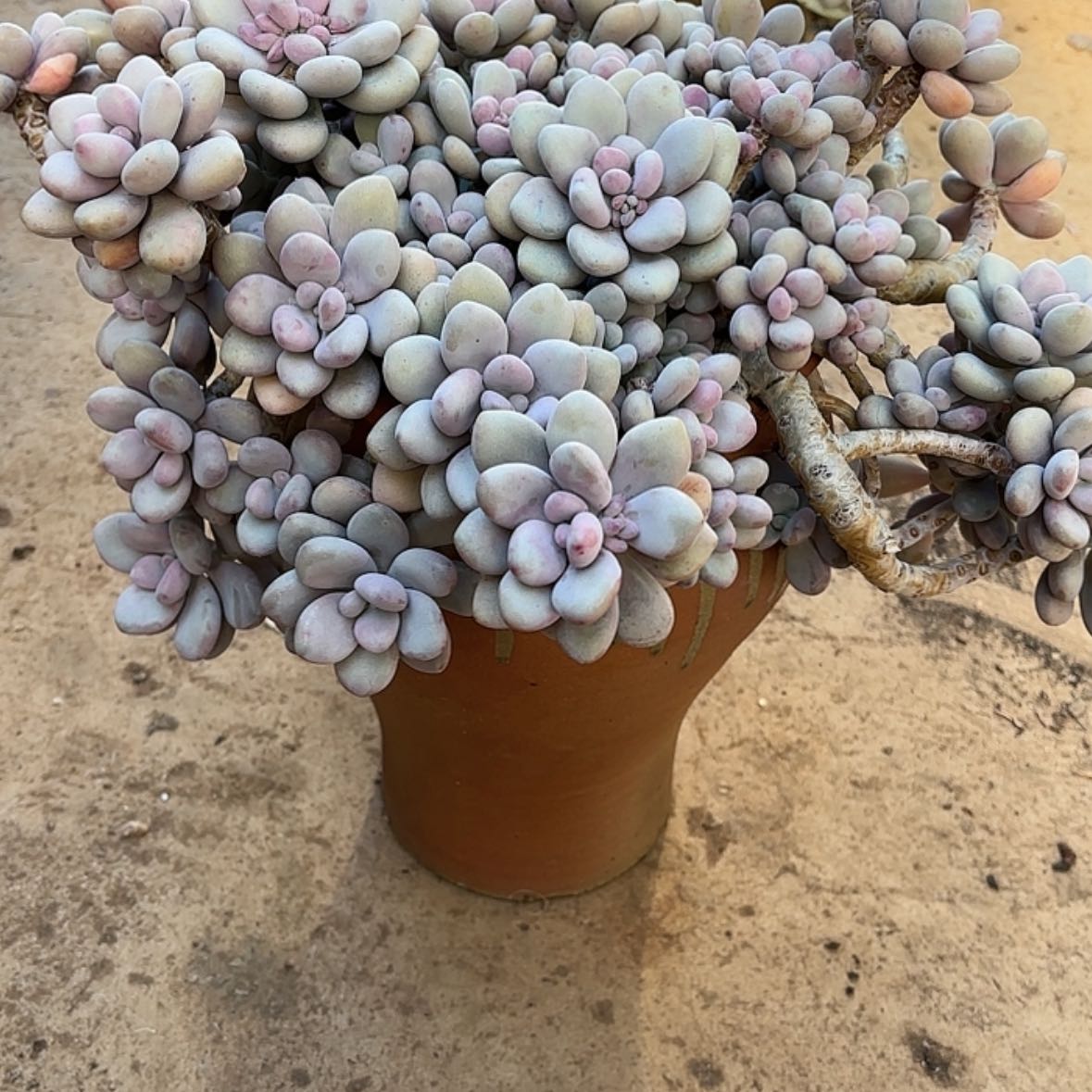 【闪购商品】豆*果桃蛋