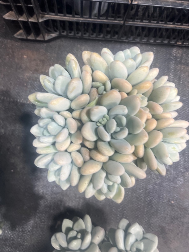 香水洛神精选优质植物