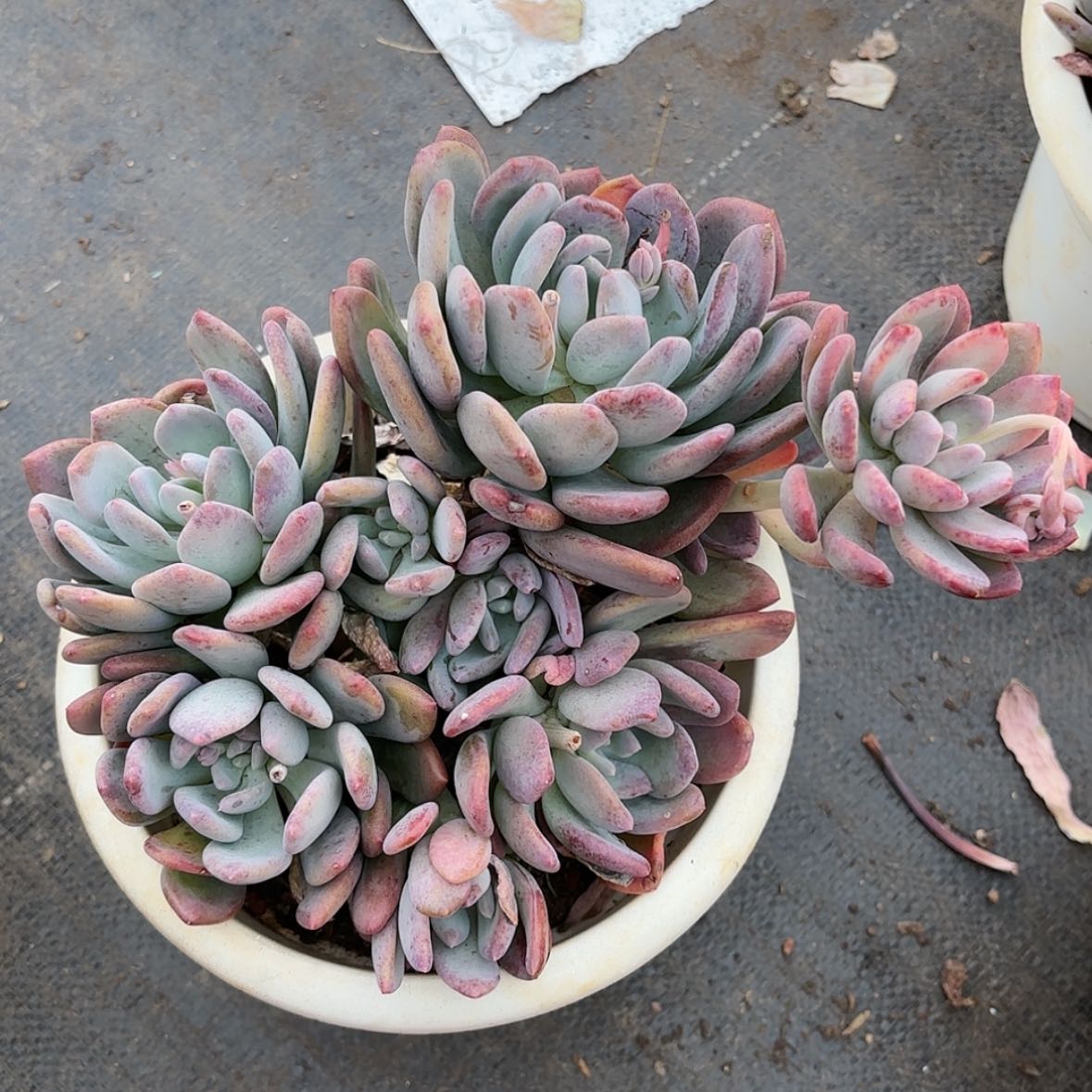 【闪购商品】洛****6灰姑娘优质植物