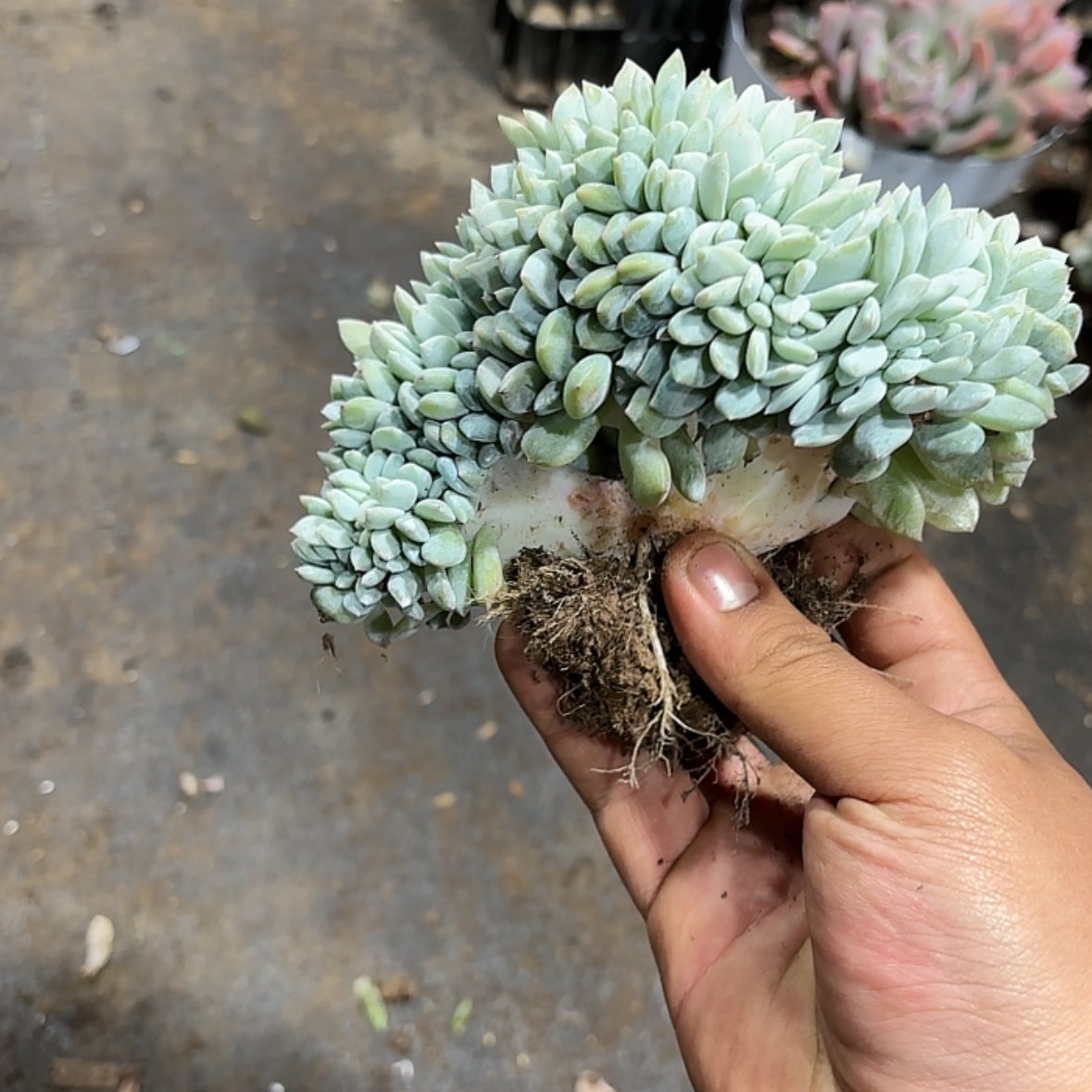 【闪购商品】用****6橙子缀