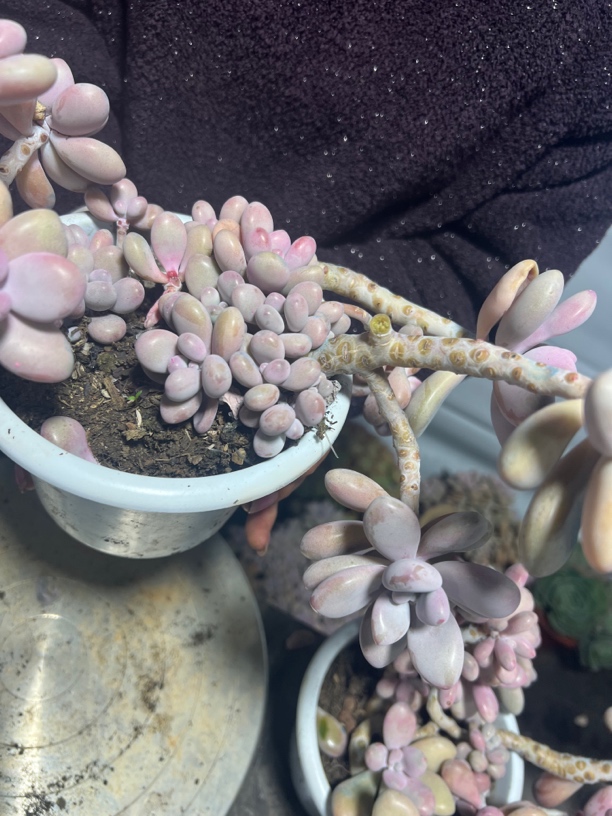 两年老桩小桃蛋优质植物