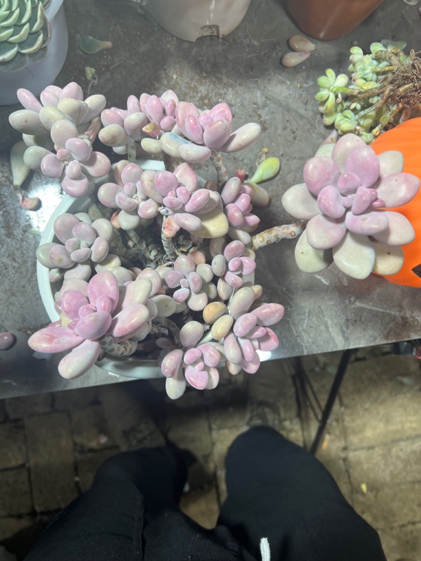 四年老桩桃蛋多肉植物