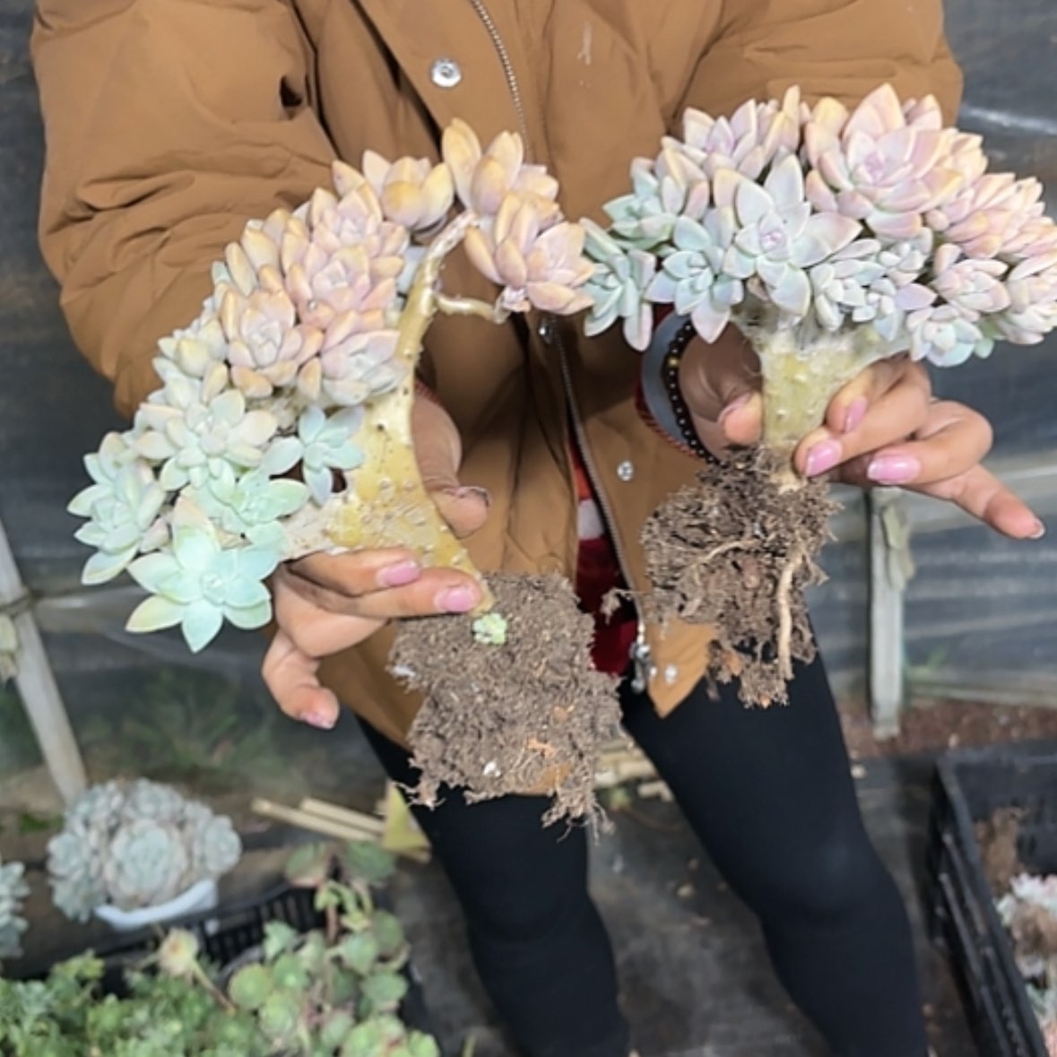 【闪购商品】娃**娃淡雪缀